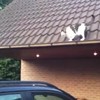 Hee poes