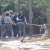 Touwtrekken met een tijgert