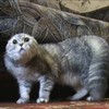 Nieuwe NONONONO-kat uit Rusland