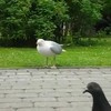 Vogel vs Vogel