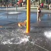 Hondje in waterpark