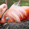 Flamingokuiken zet eerste stapjes