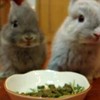Cute time! Twee konijntjes