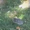 Ninja Turtle valt Kat aan