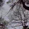 The Cure - A forest