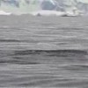 Pinguin pwnd Orca's