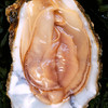Oester