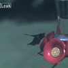 Kolibrie in slow motion