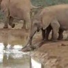 Baby olifant verzuipt