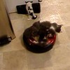 Kittens liften op stofzuiger