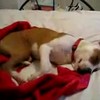 Puppy heeft leuke droom