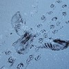 Sporen van vogel die prooi pakt in de sneeuw