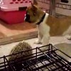 Frans bulldogje vs Egel
