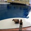 Dansende walrus!
