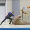 Walrus doet kunstje
