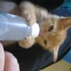 Kitten aan de fles