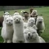 Imperial March Of The Alpacas