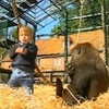 Klein menneke speelt met gorilla's