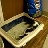 Kitten doet trucje in de kattenbak