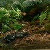 Kikker vs. Giftige salamander des doods
