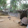 Reuzenschildpad Artis omver gebeukt door collega