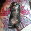 Slaapliedje voor Kitten