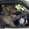 Dierenbescherming leert honden autorijden