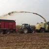 Maïs oogsten