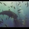 Haai heeft peop aan mensjes