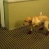 Hond met sokken aan