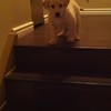 Hond leert puppy traplopen