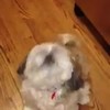 Hond niest op commando