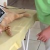 Kat houdt van strijken