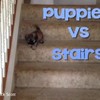 Puppies vs. Trappen
