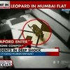 Luipaard dringt flat in Mumbai binnen