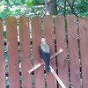 Dode vogel in het hek