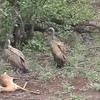 Gieren trekken bambi aan gort