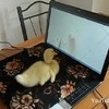 De avonturen van little duck #2