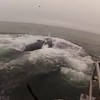 Duikers bijna opgegeten door walvis