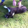 Hondentrainer redt hond