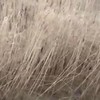 Nieuwe Tsunami Footage