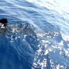 Texas offshore whaleshark ride