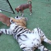 Jachthonden vliegen tijger naar de strot