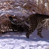 Cheetah en hond spelen im Schnee