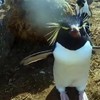 Geile pinguïn wil vreemdgaan met robot