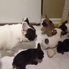 Papa speelt met zijn pups