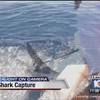 Wow, that's theÿ biggest, most unique Mako shark ever