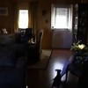 Hondje wil opblaashaai