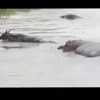 Nijlpaarden redden gnoe
