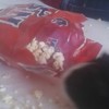 Cavia schranst popcorn